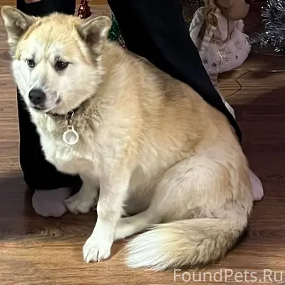 Убежала собака, район ШААЗ 891...