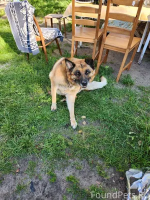 Пропала собака,кличка Лора,соб...