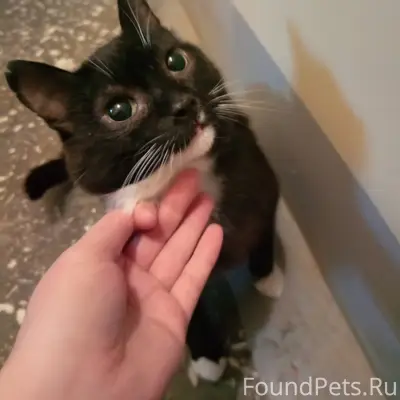 Найден кот в подъезде, не уход...