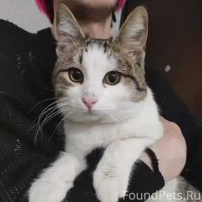 Найден кот в районе ул.Курортн...