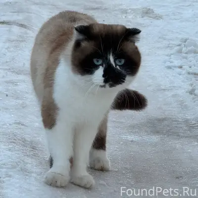 Всем добрый день , найден кот ...