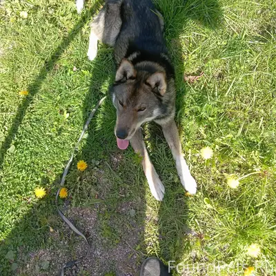 Пропала собака зовут Джек, в р...