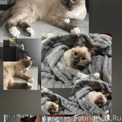 Помогите найти кота 🙏 Пропал в...