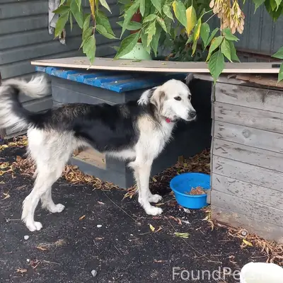 Потерялась собака Найда в райо...