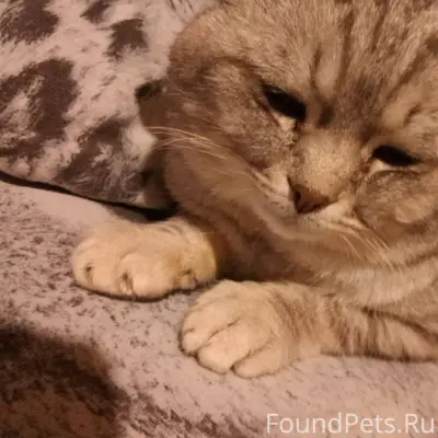 Пропал кот, с красным ошейнико...