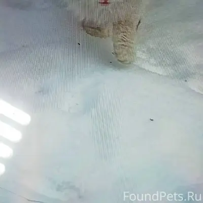 Вот эта милашка оказалась на у...