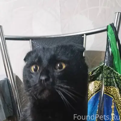 Пропал кот по кличке черныш За...