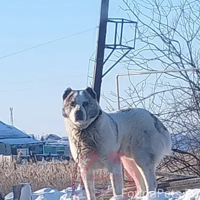 Убежала собака (алабай), район...