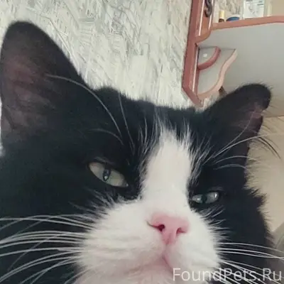 Пропал кот по улице Красноарме...