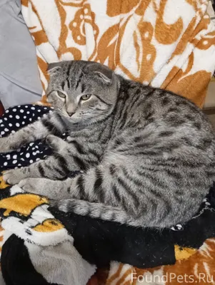 Пропал кот.Ушел гулять и не...