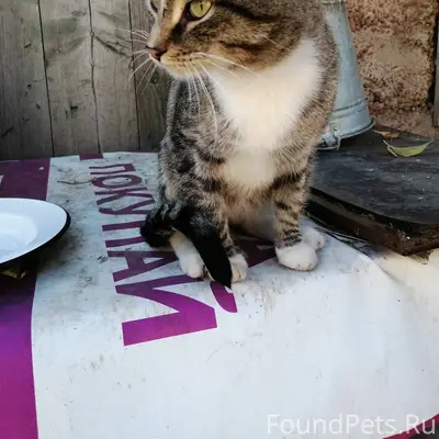 ПРОПАЛ КОТ!!! Кот взрослый, бо...