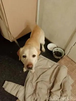 Пропала собака в районе АТП. Е...