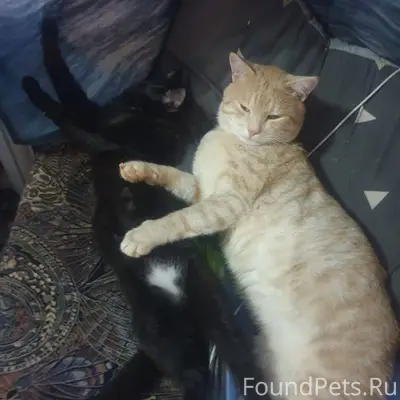 Пожалуйста, помогите! Пропал к...