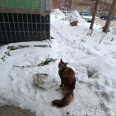 28 января найдена кошка породы...