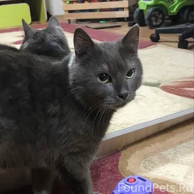 2.01.26 был найден кот...