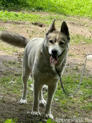 Добрый вечер! Убежала собака с...