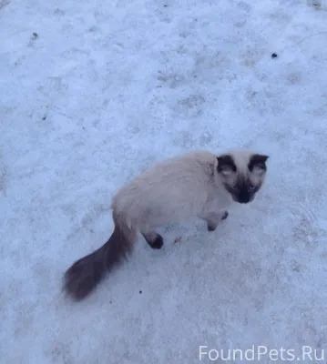 Найден котик, молоденький, мес...