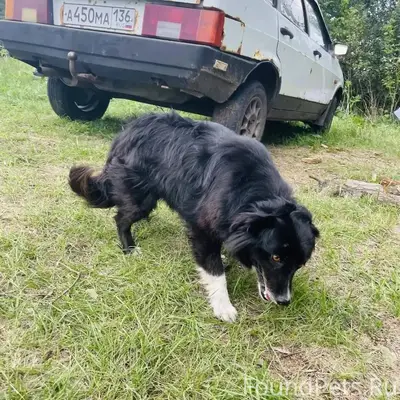 🐶 ПРОПАЛА СОБАКА 🐕‼️ 🐕 Отклика...