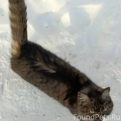 Возле музея две недели назад п...