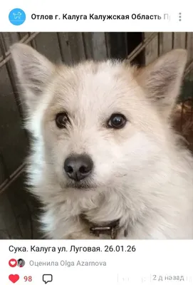 Кто потерял собаку? Или может,...