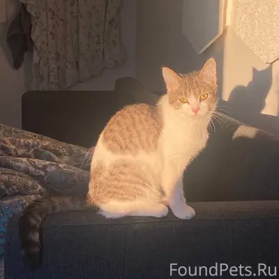Пропала кошка‼️‼️‼️‼️‼️‼️‼️ В ...