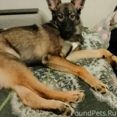 Убежала собака около семи меся...