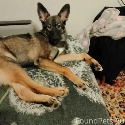 Убежал щенок около семи месяце...