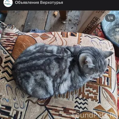 Добрый день. У нас пропала кош...