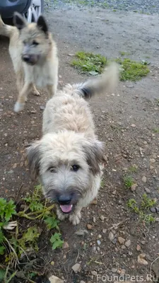 Потерялся пес он уличный но ег...