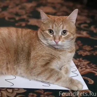 Дорогие, у нас пропал наш люби...