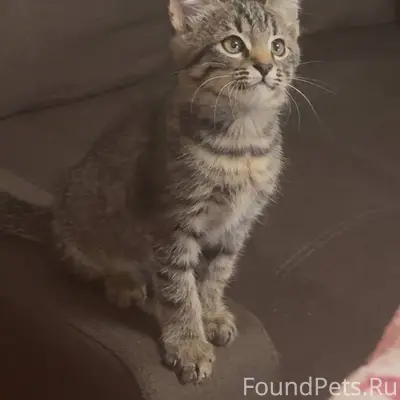 Пропал кот. Если кто видел пох...