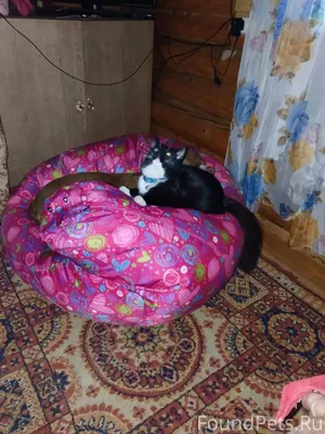 Добрый день, пропала кошка по ...