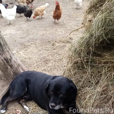 01.01.2026 пропала собака. Про...