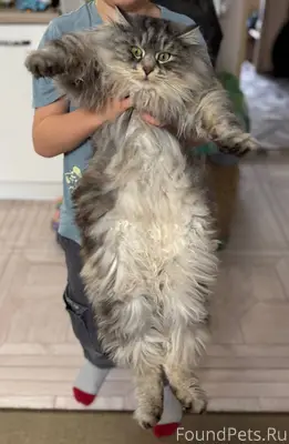 31.12 пропал любимец семьи , у...