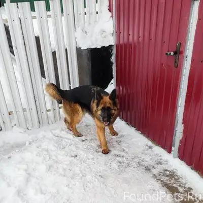 Кто потерял собаку? Большое То...