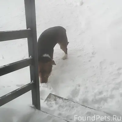 Бегает собака в районе «Верхуш...