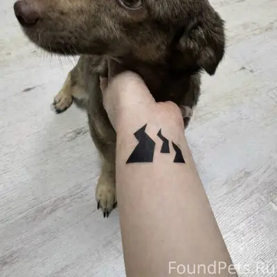 Пожалуйста, помогите найти щен...