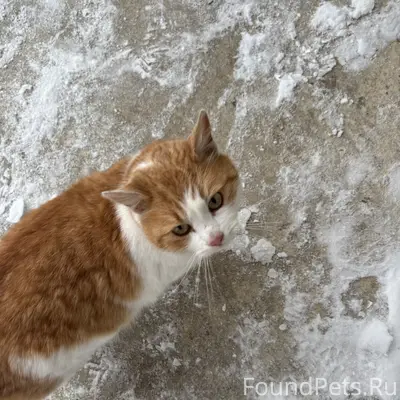 Найден кот в подвале дома в СНТ