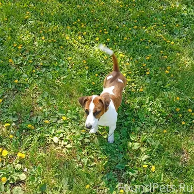 Пропала собака 🐶 Джек Рассел т...