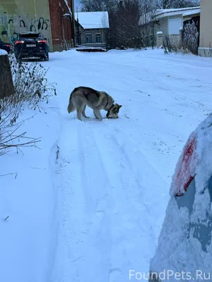 Чья собака бегает по городу бе...