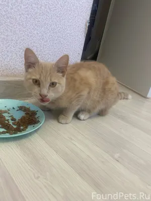 Найден кот, в подъезде, котик ...