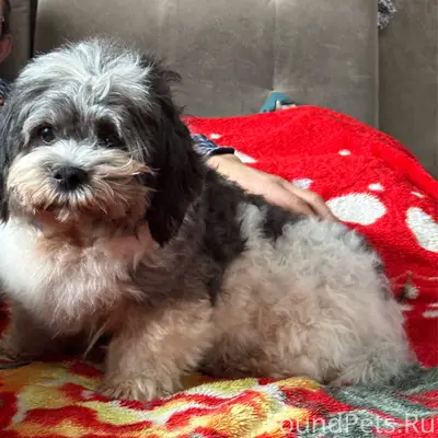 Пропала собака, (мальчик), кли...