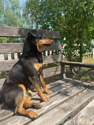 1 января пропала собака,послед...