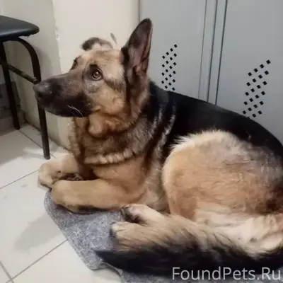 РЕПОСТ ПОЖАЛУЙСТА !🆘🆘🆘🆘🆘🆘🆘🆘🆘 И...