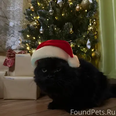 Пропал наш любимчик💔 Если кто-...