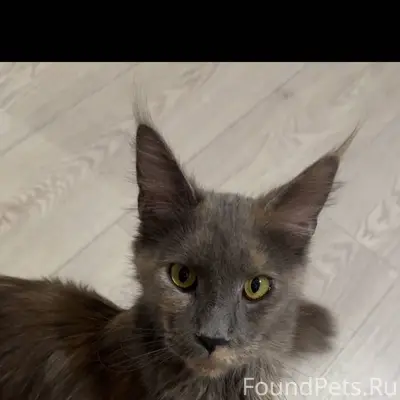 Найдена кошка, Мейн Кун Очень ...