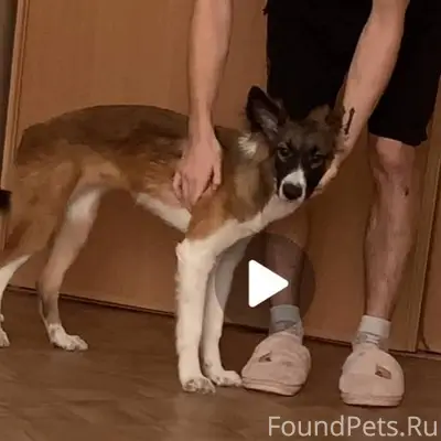 ❗️Потерялась собака❗️ Кличка А...