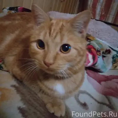 Пропал кот , ему 2 года, зовут...