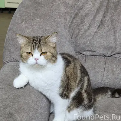 Солнечная, 19 пропала кошка. О...