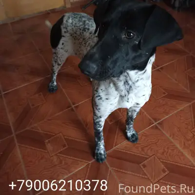 Найдена собака 3 января в райо...